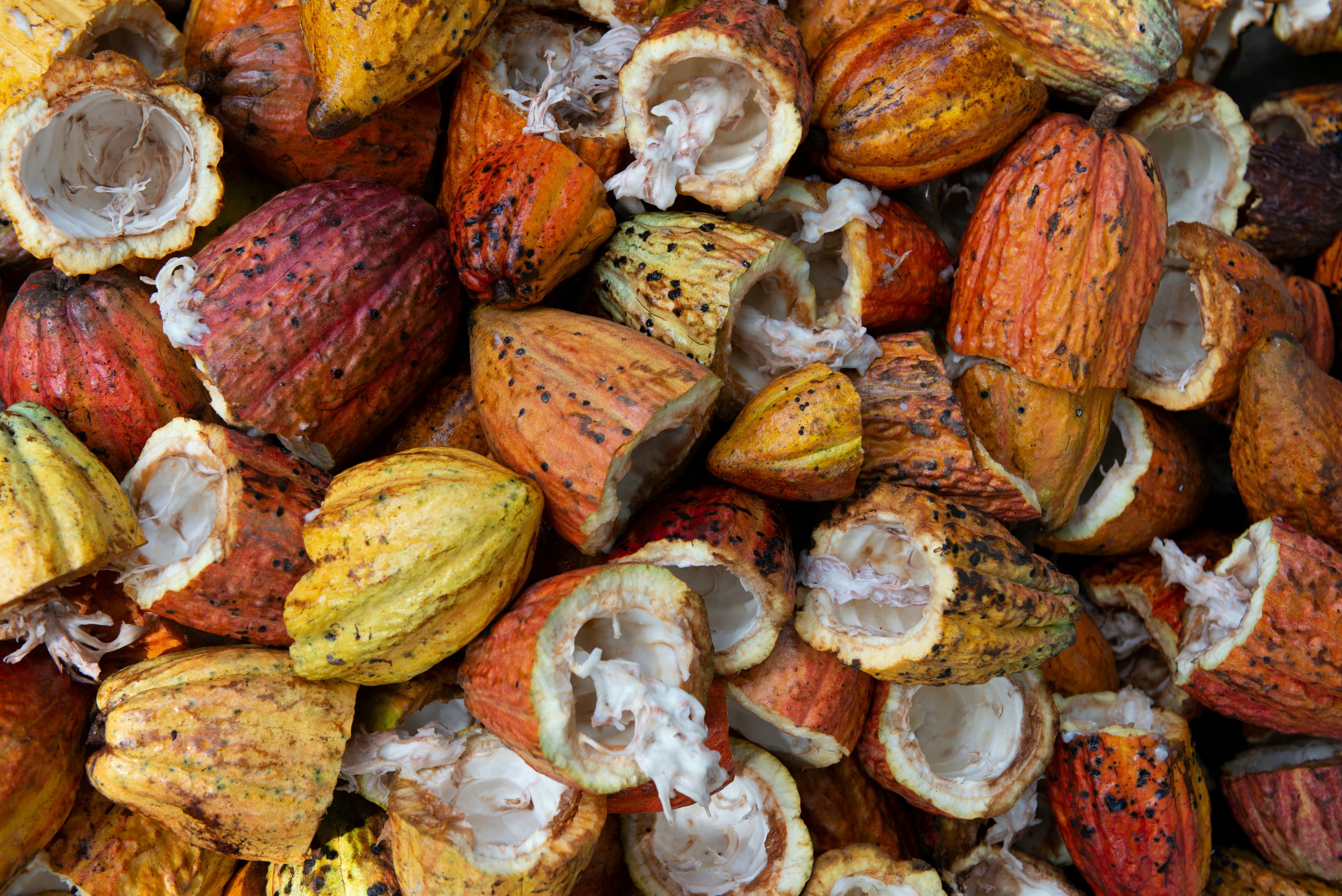 Cocoa Beans